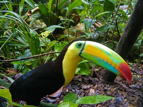 Toucan Parrot Bird Tropical 34 Wallpapers Hd Desktop And Mobile