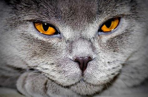 Почему у кошки гноятся глаза возможные причины виды выделений
