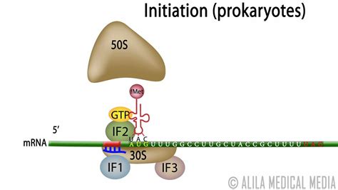Animation Of Protein Synthesis Translation In Prokaryotes Youtube