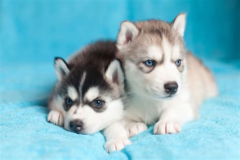 Whats The Difference Between The Miniature Siberian Husky