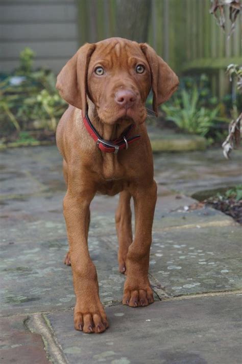 Here you are in luck if you have a. Short Haired Brown Dog Breeds