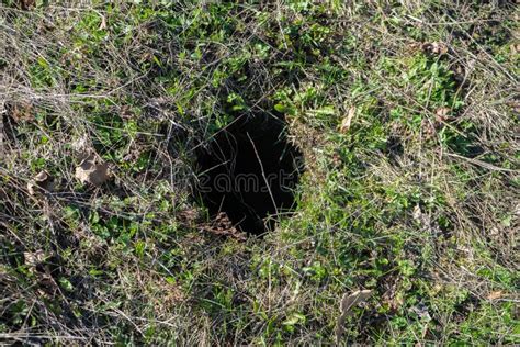 Burrow Of Rodents Hole Of Muskrat Stock Photo Image Of Earth