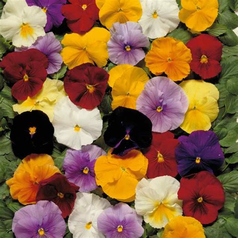 Growing Pansies From Seed Clear Crystals Flower Seeds