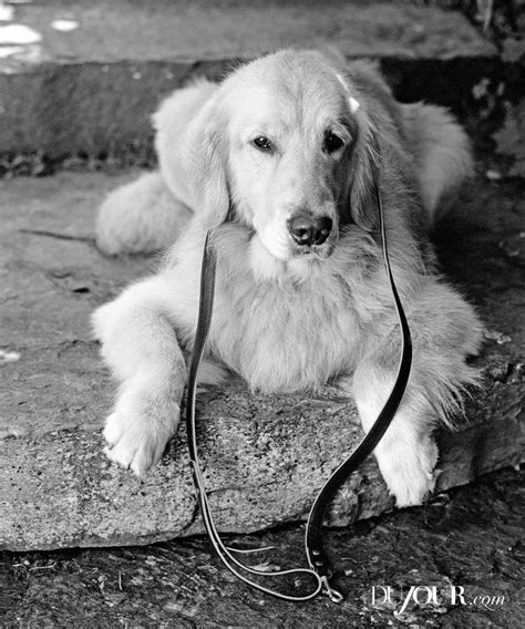 Bruce Webers Dogs Photographed For Shinola Dujour Dog Photograph