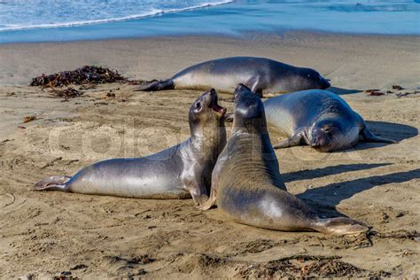 Elephant Seals Resting On The Beach In California Usa Stock Image