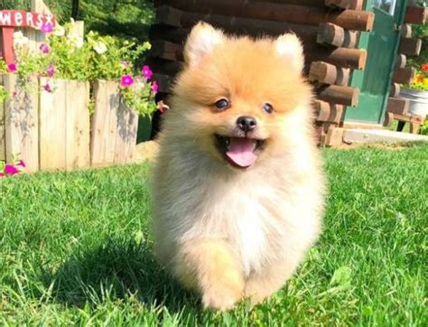 Purebred Pomeranian Puppies Available Phenix City Animal Pet