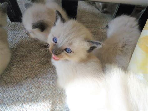 Kittens Traditional Balinese Purebred Female Balinese Kittens For Sale