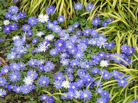 Blue Flowers For Your Garden Saga