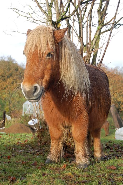 Lessons From A Shetland Pony: #Story - Finding Our Way Now