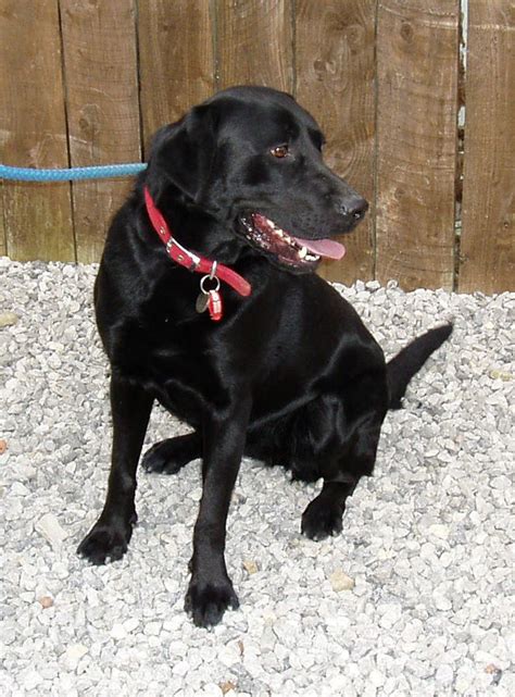 (this sounds a bit odd, but should be alright grammatically, and is only for demonstration purposes Bailey - 3 year old male Labrador Retriever dog for adoption