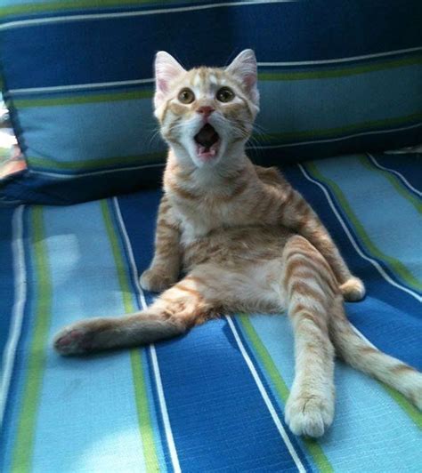 20 Astonished Animals Who Are Freaked Out Funny Cute Cats Funny