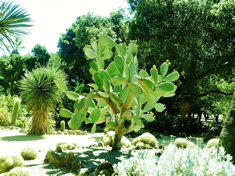 Парк stanford cactus garden на карте. Boyett Bandwagon: Stanford Cactus Garden