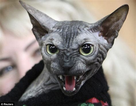 Is This The World S Scariest Cat Sphynx Monster Looks More Like A Gremlin Than A Pussycat