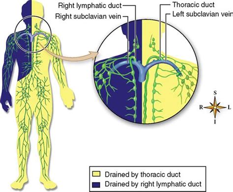 Lymph Node Drainage Dropped Image Link Lymph Drainage Golden Rule
