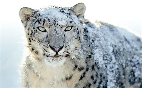 Elusive Snow Leopards Found In Afghanistan Nationalturk
