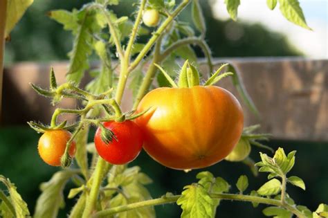Como Plantar Tomates En El Huerto