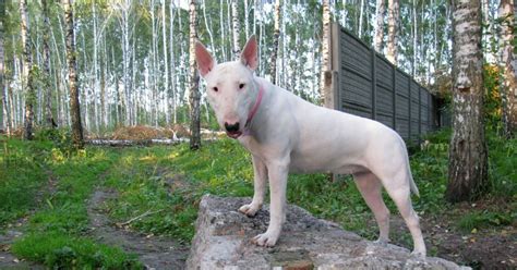 Are Bull Terriers Dangerous What You Need To Know Terrier Owner