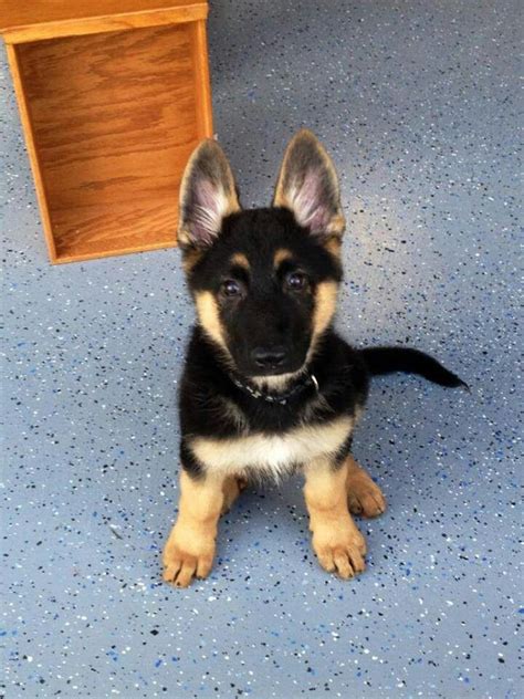 I Love The Bi Colored Gsd Shepherd Puppies Pet Dogs Dogs Puppies