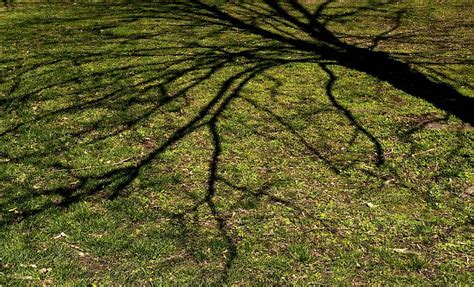 Schatten der Bäume Foto & Bild | baum, licht, schatten Bilder auf ...