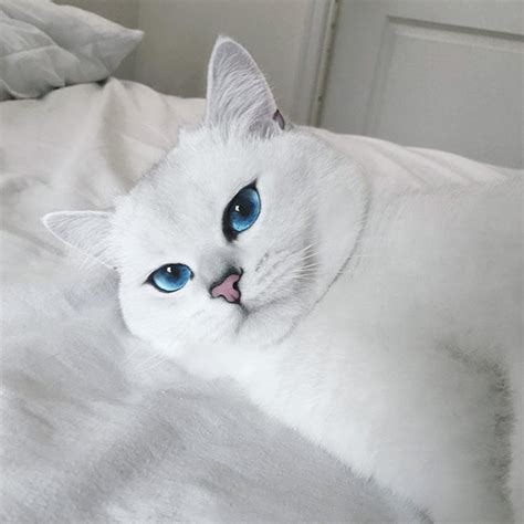 Adorable White Cat With Blue Eyes Top13