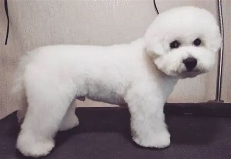 20 Best Bichon Frise Haircuts For Your Puppy Page 2 Of 6 The Paws