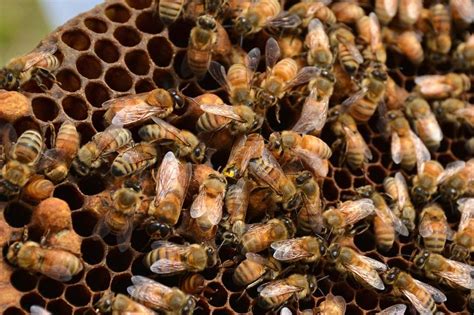Russian Honey Bees Buzz Beekeeping Supplies