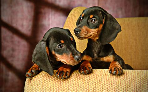 Download Wallpapers Dachshund Puppies Pets Dogs Small Dachshund