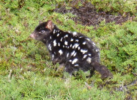 Quolls Are In Danger Of Going The Way Of Tasmanian Tigers