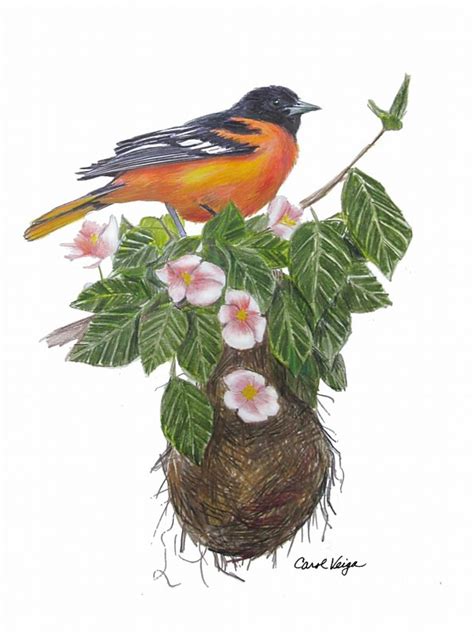 Bird Colored Pencil Drawings On Behance