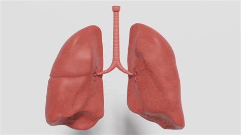 3d Model Human Lung Turbosquid 1511637