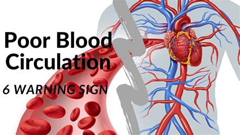 Blood Circulation 6 Warning Signs Of Poor Blood Circulation Youtube