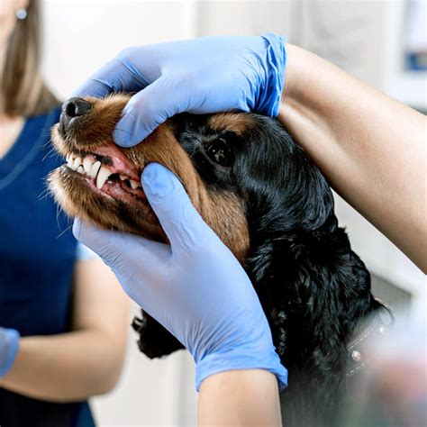 Pet Dental Care And Surgery In Medford Veterinary Dentistry