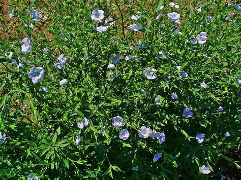 Linum Usitatissimum Linseed Flaxseed Linen Seed Western