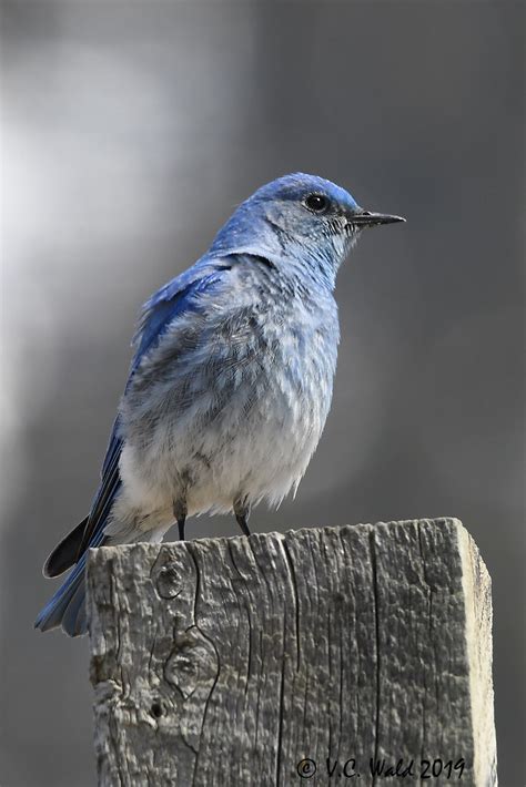 Male Mountain Bluebird The Bluebirds Are Back In Gallatin Flickr