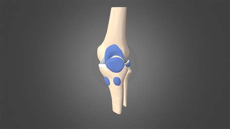 Knee Anatomy Bursae 3d Model By University Of Dundee Cahid