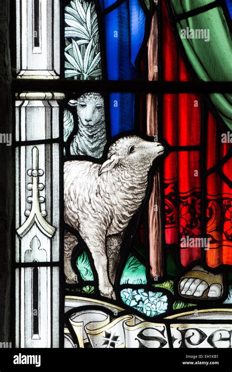 Sheep Stained Glass Detail St Laurence S Church Ansley Warwickshire