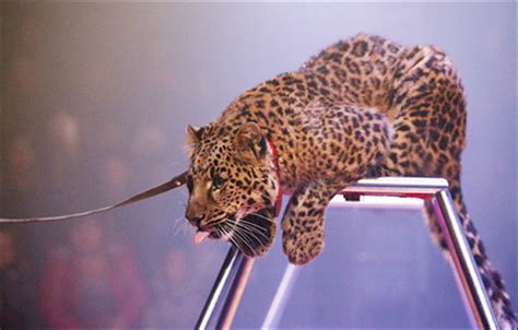 Siberia Rampaging Leopard Savages Heroic Godmother