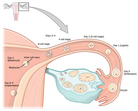 Human Pregnancy And Birth Boundless Biology