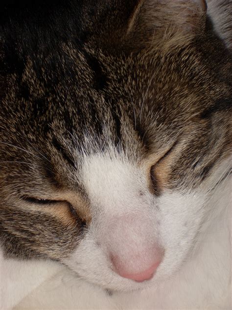 Free Images Fur Kitten Sleeping Feline Close Up Human Body Nose