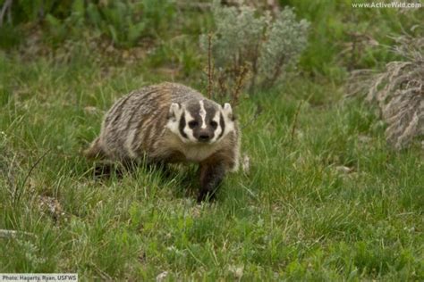 American Badger Facts Pictures And In Depth Information
