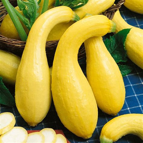 Crookneck Squash Seeds Yellow Crookneck Squash