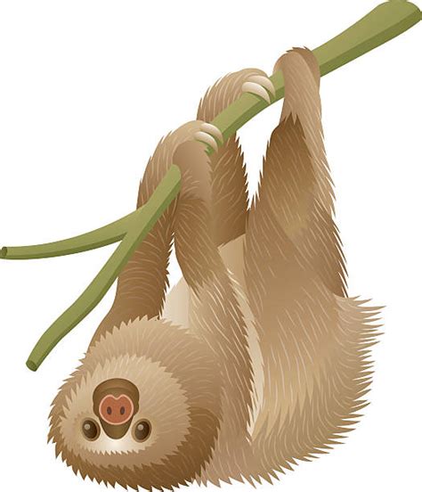 Three Toed Sloth Illustrations Illustrations Royalty Free Vector