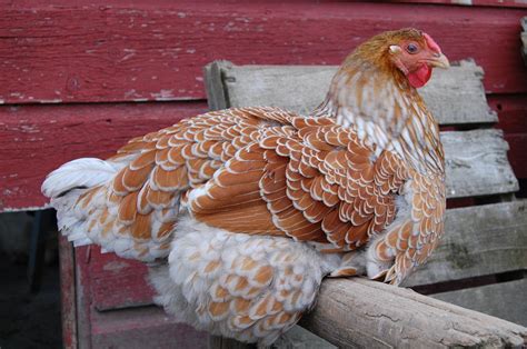 Maybe you would like to learn more about one of these? Blue Laced Wyandotte Photograph by Georgia Ranney