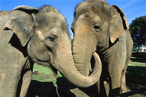 Surprise Elephants Comfort Upset Friends
