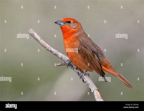 Hepatic Tanager Piranga Flava Male Stock Photo Alamy