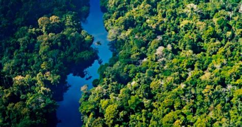 ᐉ Descubre La Selva Amazónica Peruana Guía Completa Para Recorrer Este