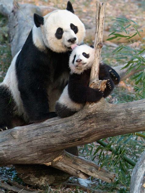 Wild Animals Baby Panda Original Br