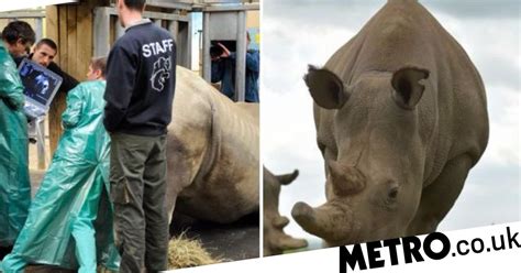 Rhino Semen And Ivf Could Save Species On Brink Of Extinction Metro News