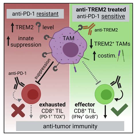 Targeting Trem2 On Tumor Associated Macrophages Enhances Immunotherapy