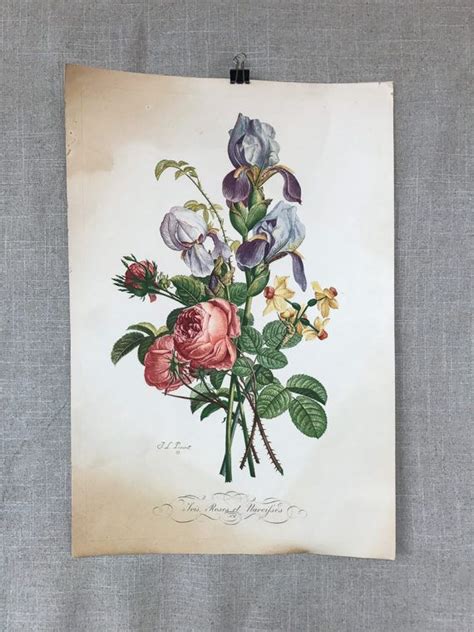 Vintage French Botanical J L Prevost Print Etsy Botanische Prenten